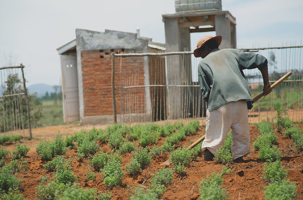 Thymian Anbau - thyme