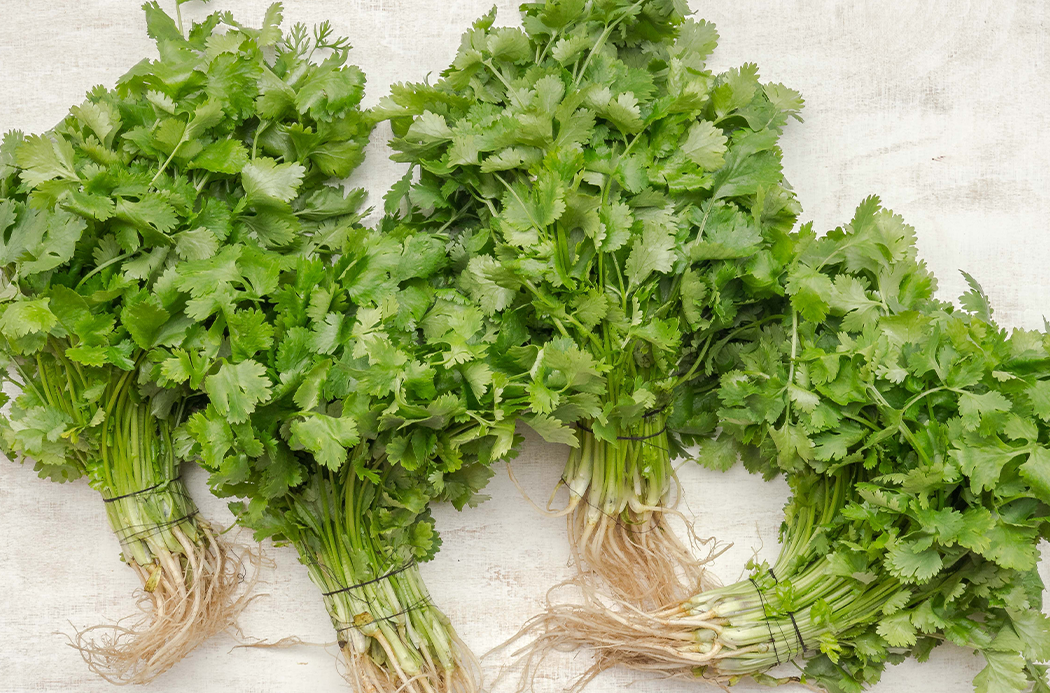 Korianderkraut - cilantro