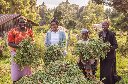Geranie Erntea - geranium