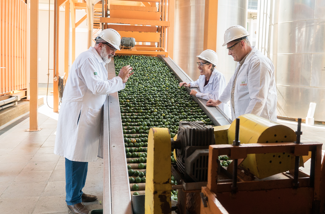 grün Mandarine Verarbeitung - green Mandarine