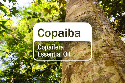 Copaiba beszerzésének társadalmi kihatása