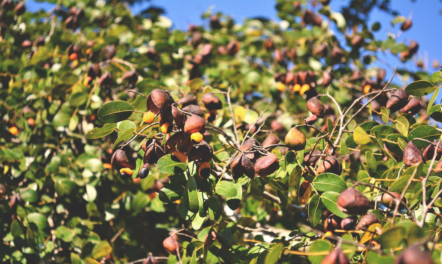 doTERRA Copaiba Öl touch 10 ml copaiba fa