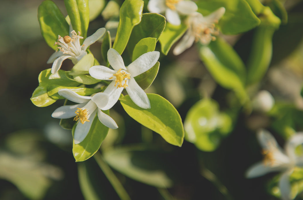 Neroli sourcing 1050x693 eu