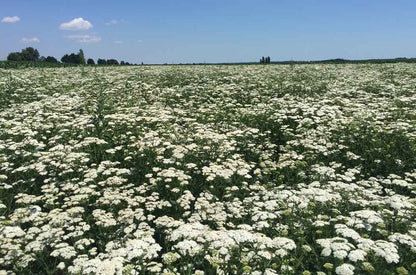 yarrowpom sourcing 1050x693 eu