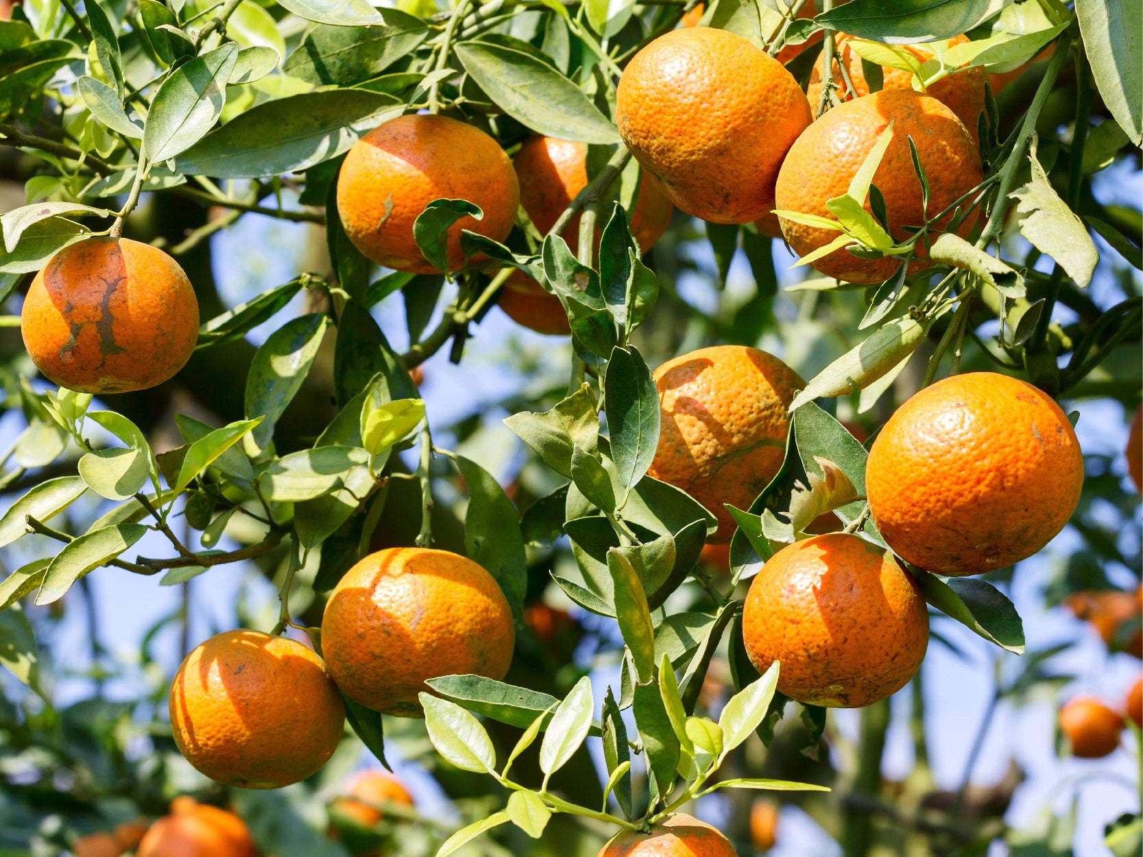 doTERRA wild orange Wildorange ätherisches Öl 15 ml