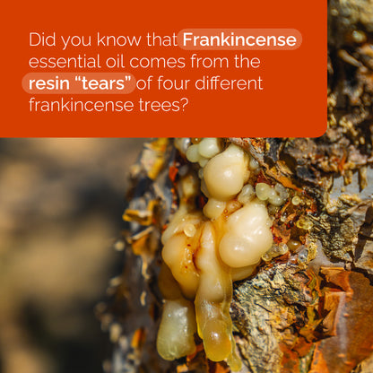 doTERRA Weihrauch ätherisches Öl frankincense 15 ml