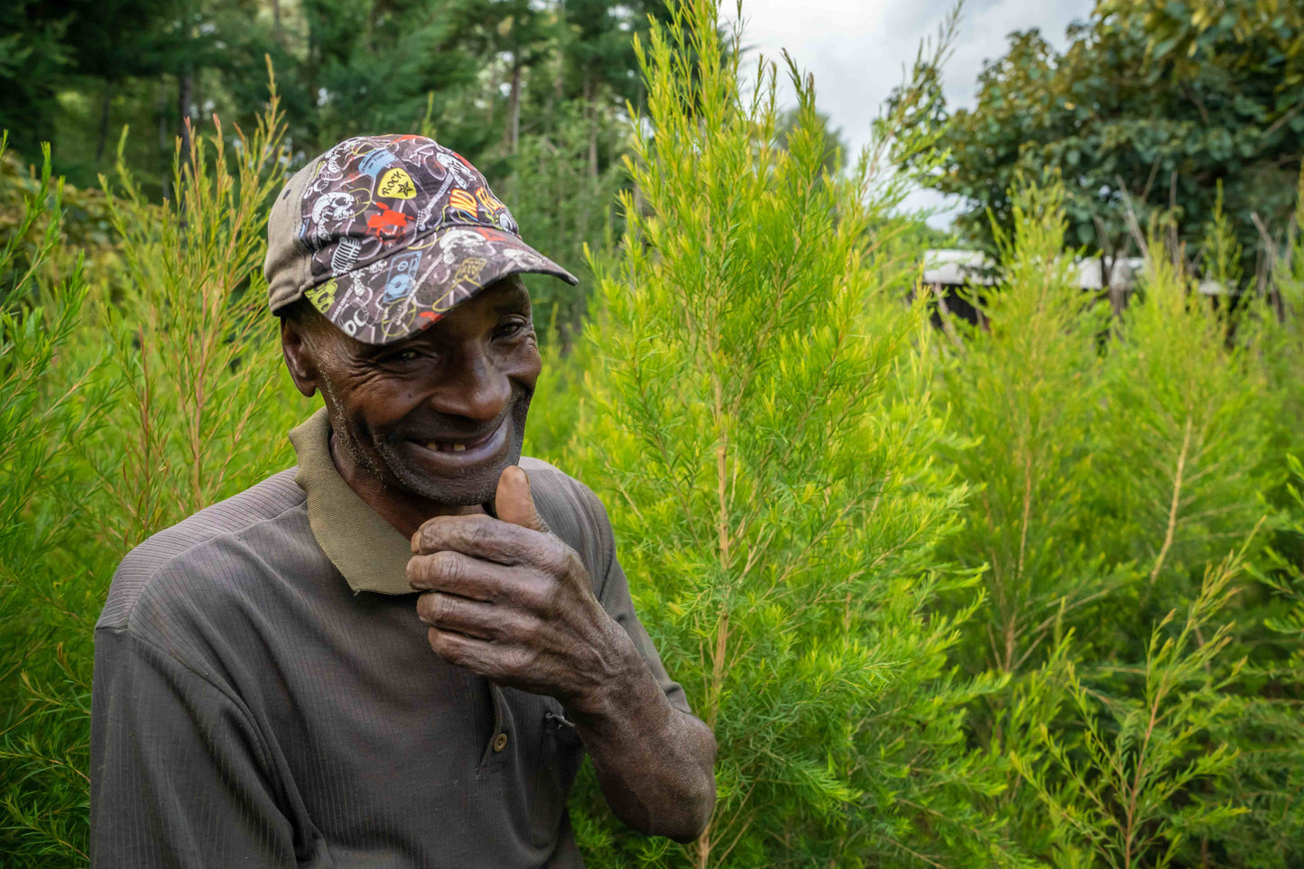 doTERRA Teebaum (Tee tree) ätherisches Öl 15 ml
