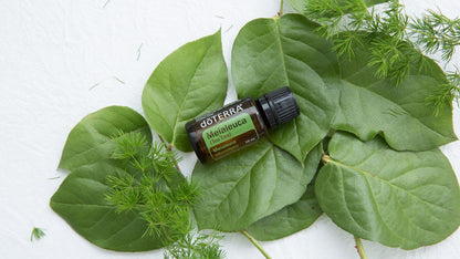 doTERRA Teebaum (Tee tree) ätherisches Öl 15 ml