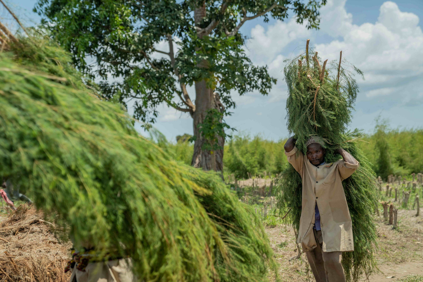 doTERRA Teebaum (Tee tree) ätherisches Öl 15 ml