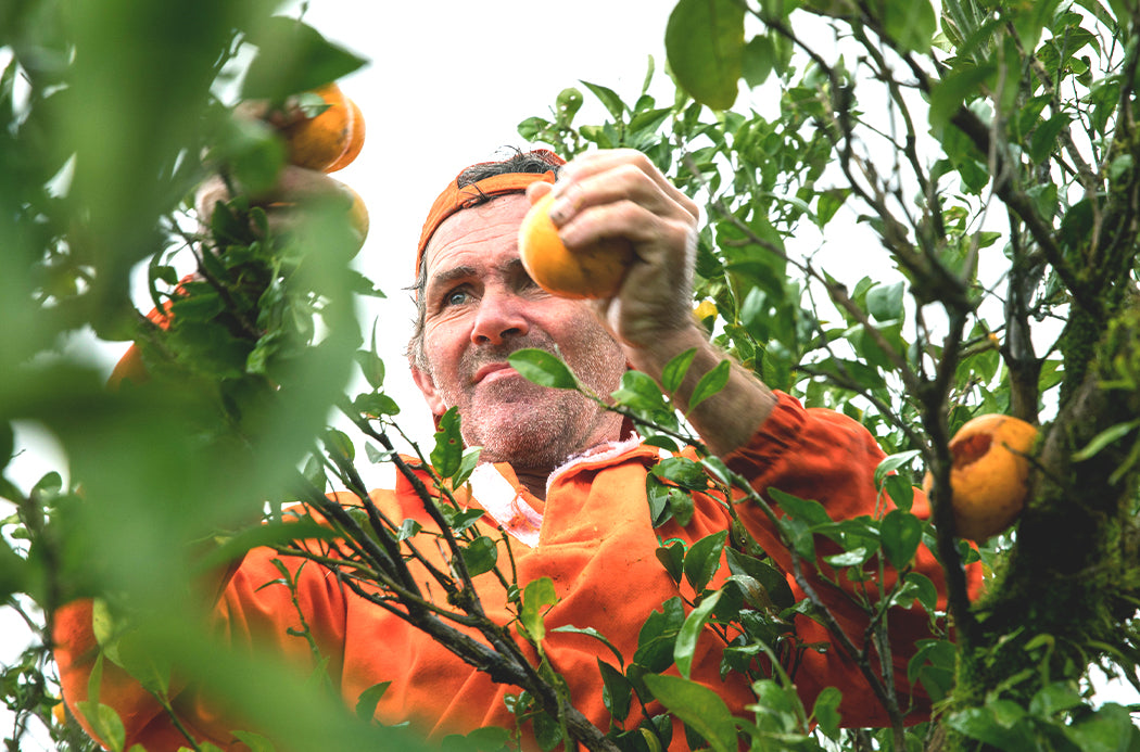 Wildorange - wildorange