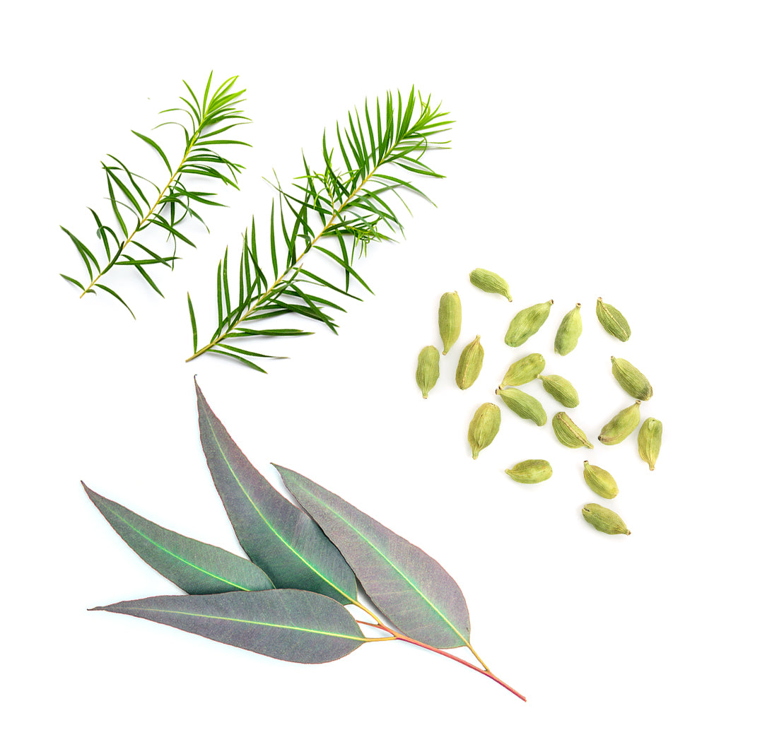 doTERRA air ätherische Ölmischung was ist enthalten