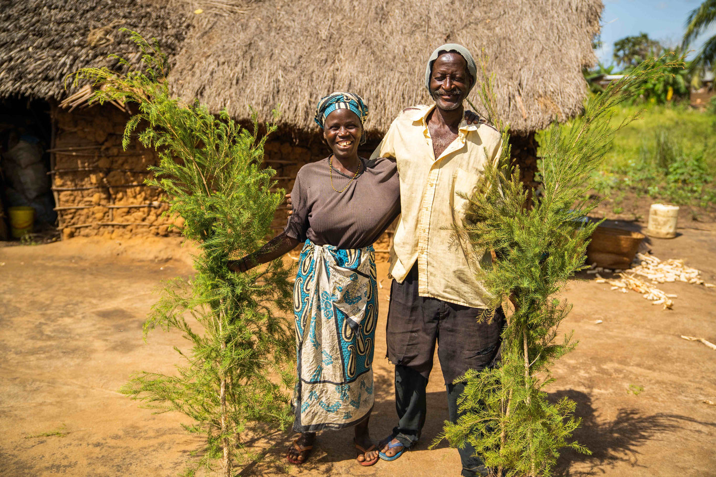 doTERRA Teebaum (Tee tree) ätherisches Öl 15 ml