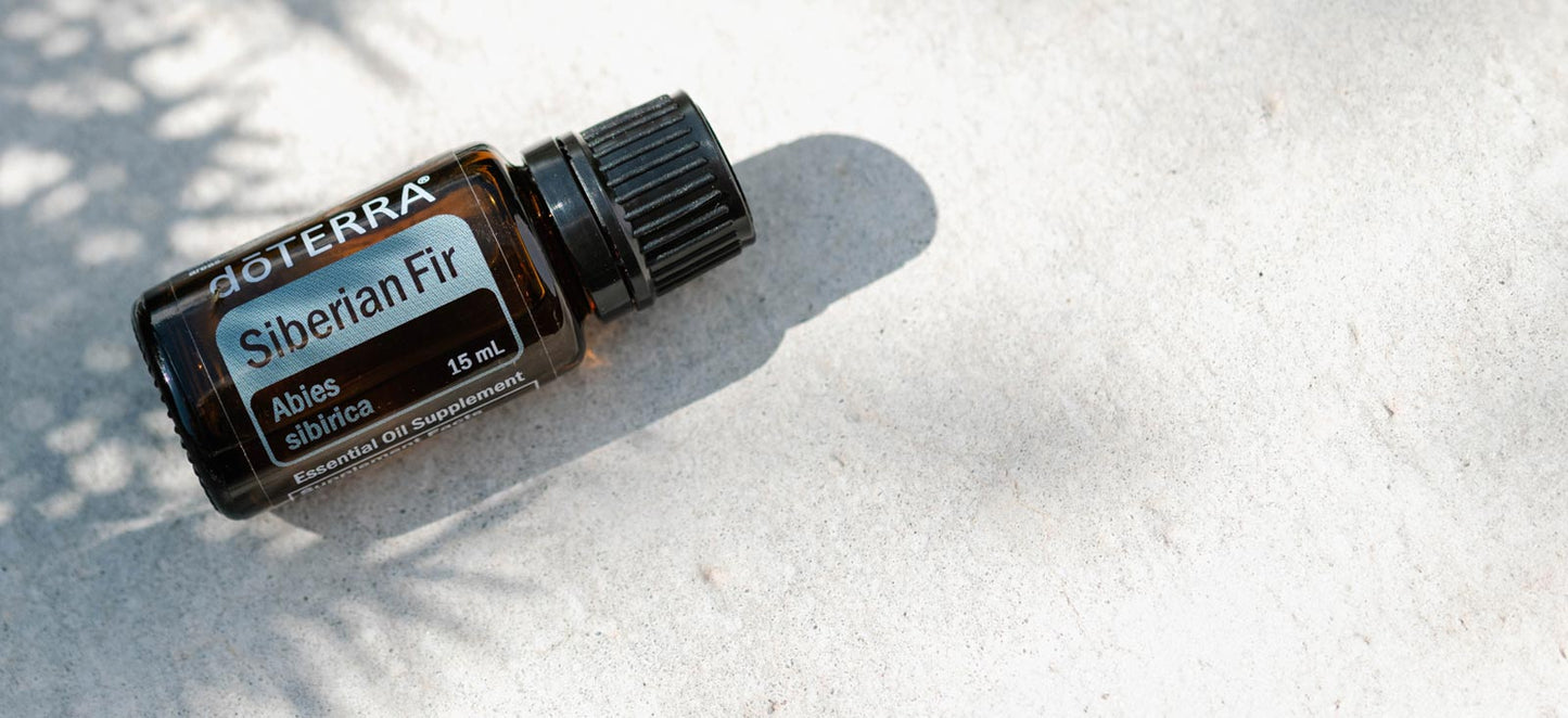 1600x733 siberian fiSibirische Tanne - siberian firr header