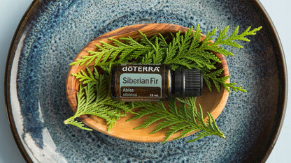 Sibirische Tanne - siberian fir