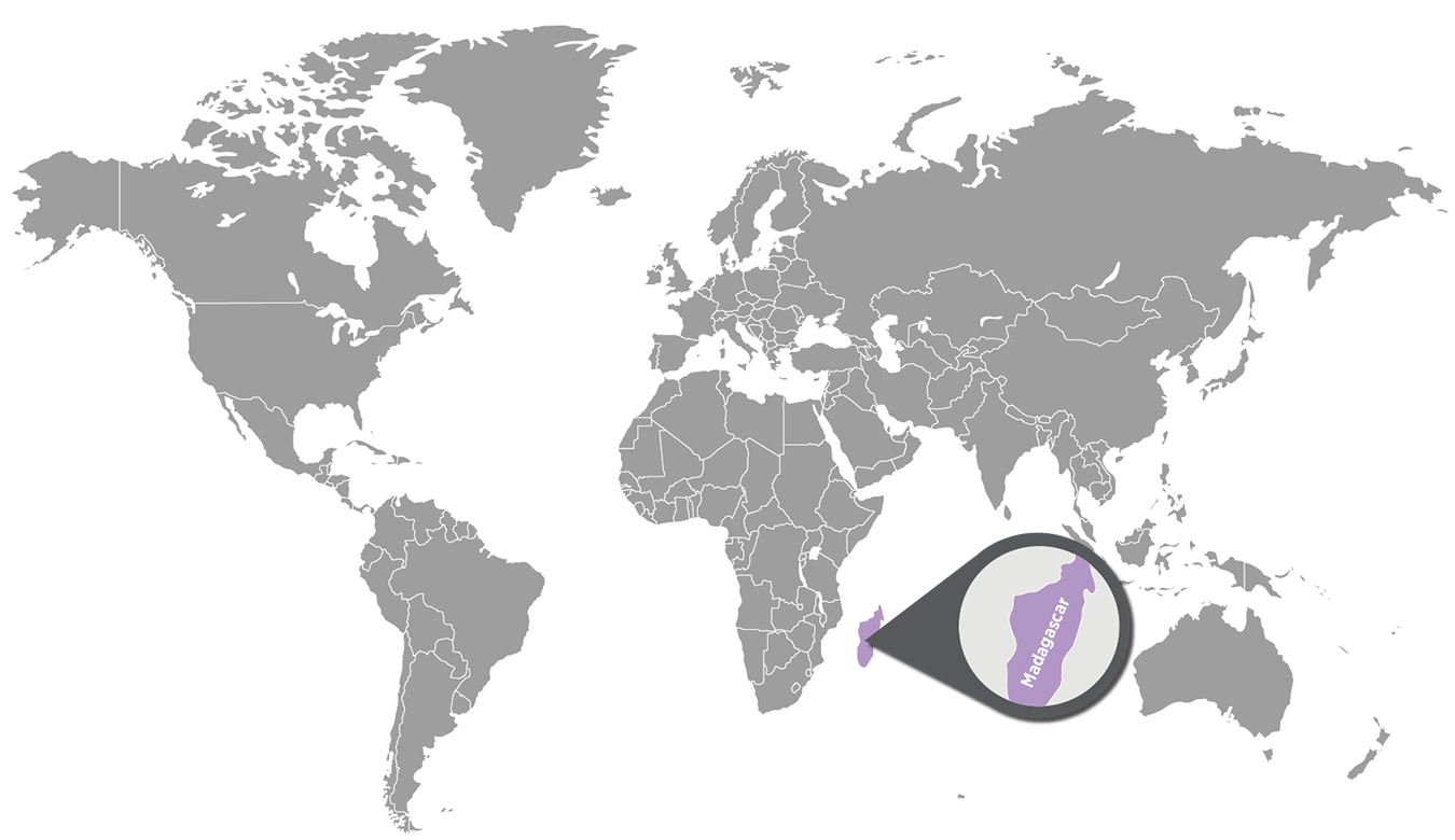 doTERRA Gewürznelke ätherisches Öl - clove 15 ml