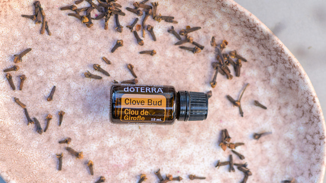doTERRA Gewürznelke ätherisches Öl - clove 15 ml