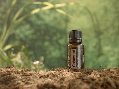 doTERRA Rotzeder (Cedarwood) ätherisches Öl 15 ml