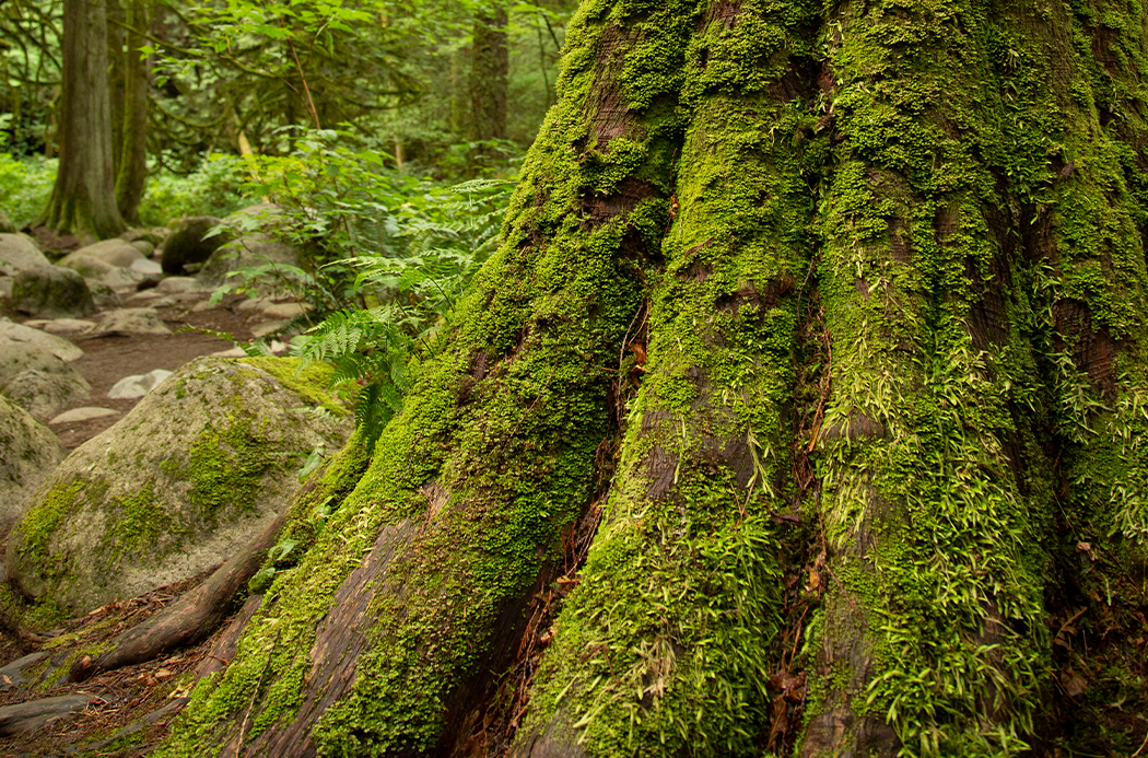 Rotzeder - cedarwood