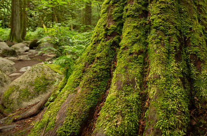 doTERRA Rotzeder (Cedarwood) ätherisches Öl 15 ml