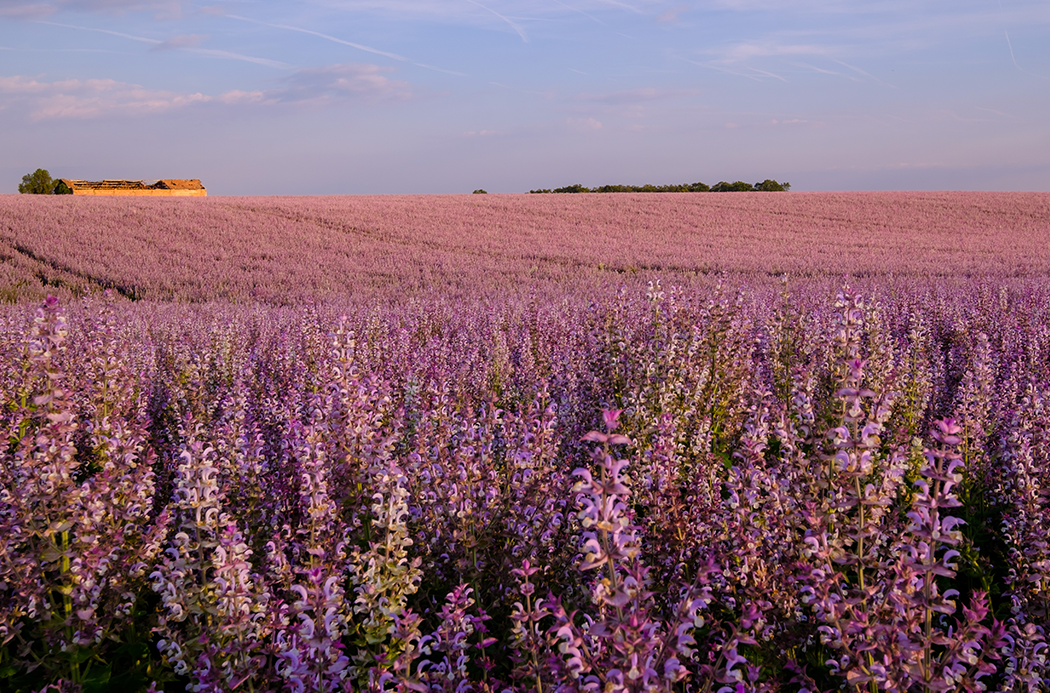 Muskatellersalbei Feld - clary sage