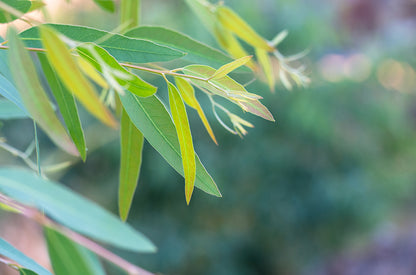 Eukalyptus - eucalyptus