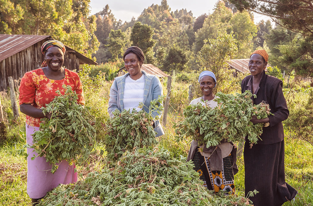 Geranie Erntea - geranium