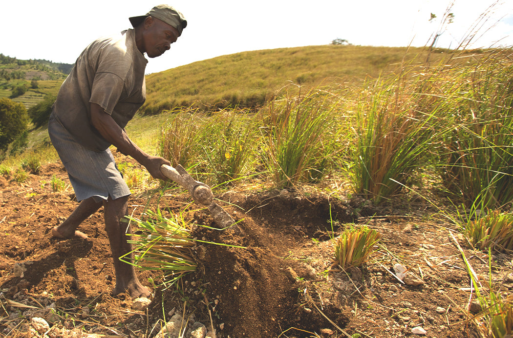 Zitronengras-Anbau - lemongrass