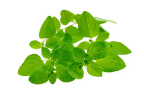 doTERRA Majoran ätherisches Öl - marjoram 15 ml