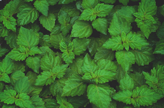 Patchouli - patchouli