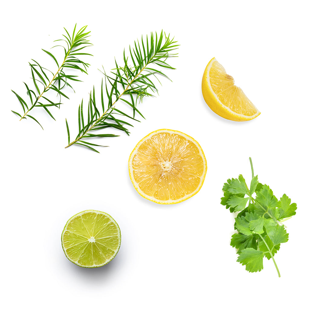 doTERRA purify ätherische Ölmischung was ist enthalten