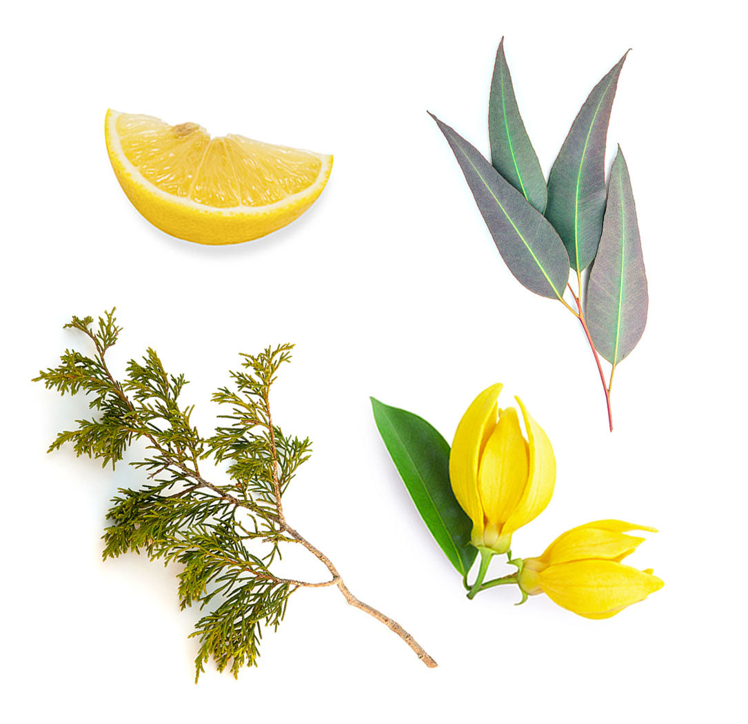 doTERRA terrashield was ist enthalten