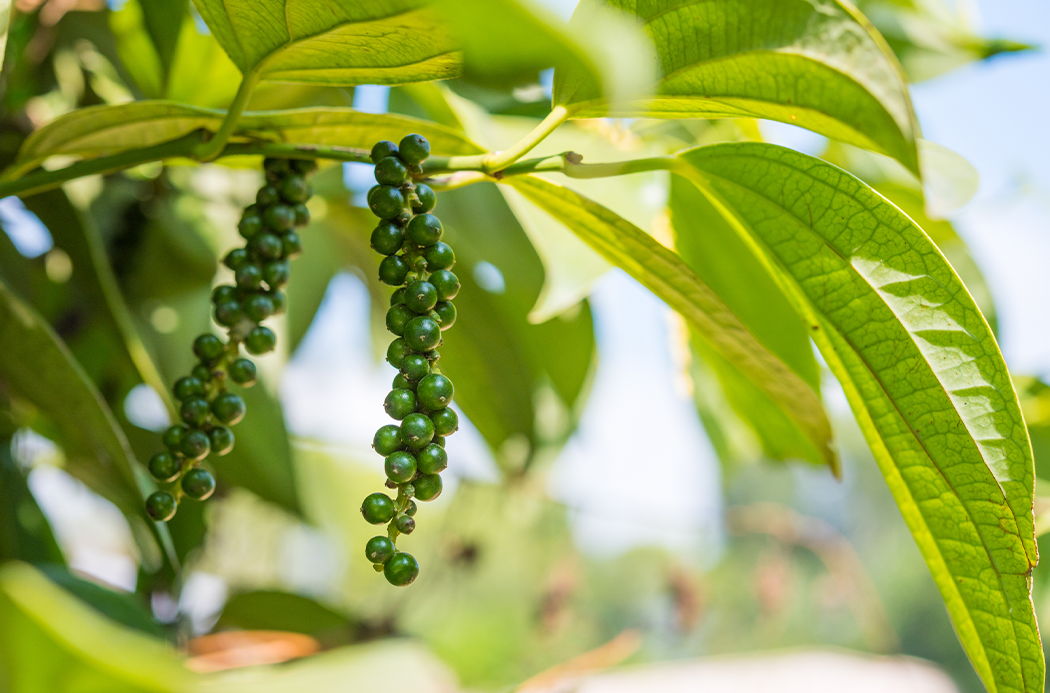 doTERRA feketebors black pepper ätherisches Öl
