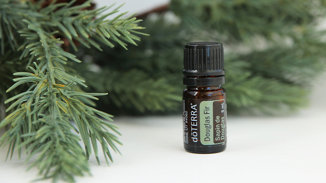 doTERRA Douglasie douglas fir