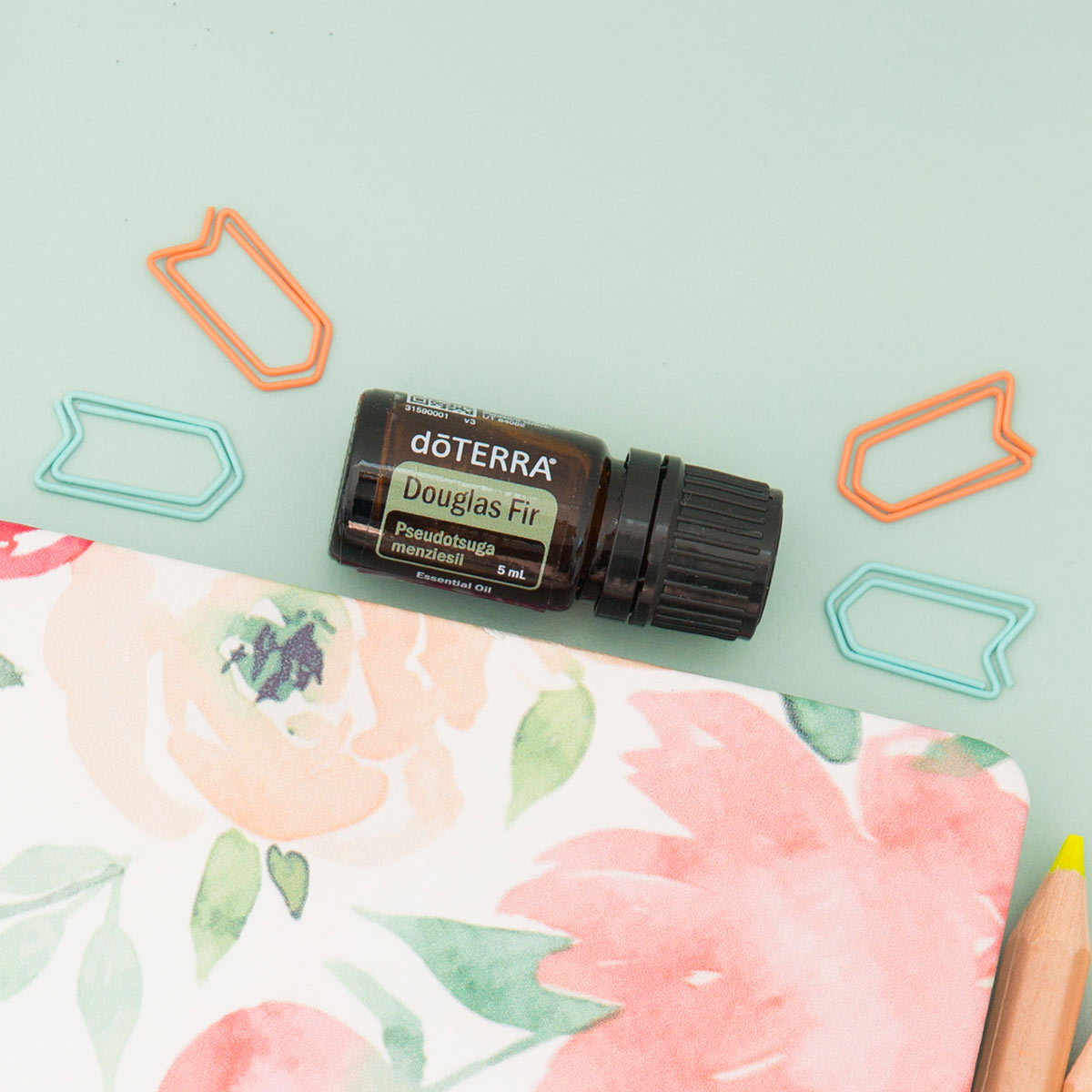 doTERRA Douglasie douglas fir