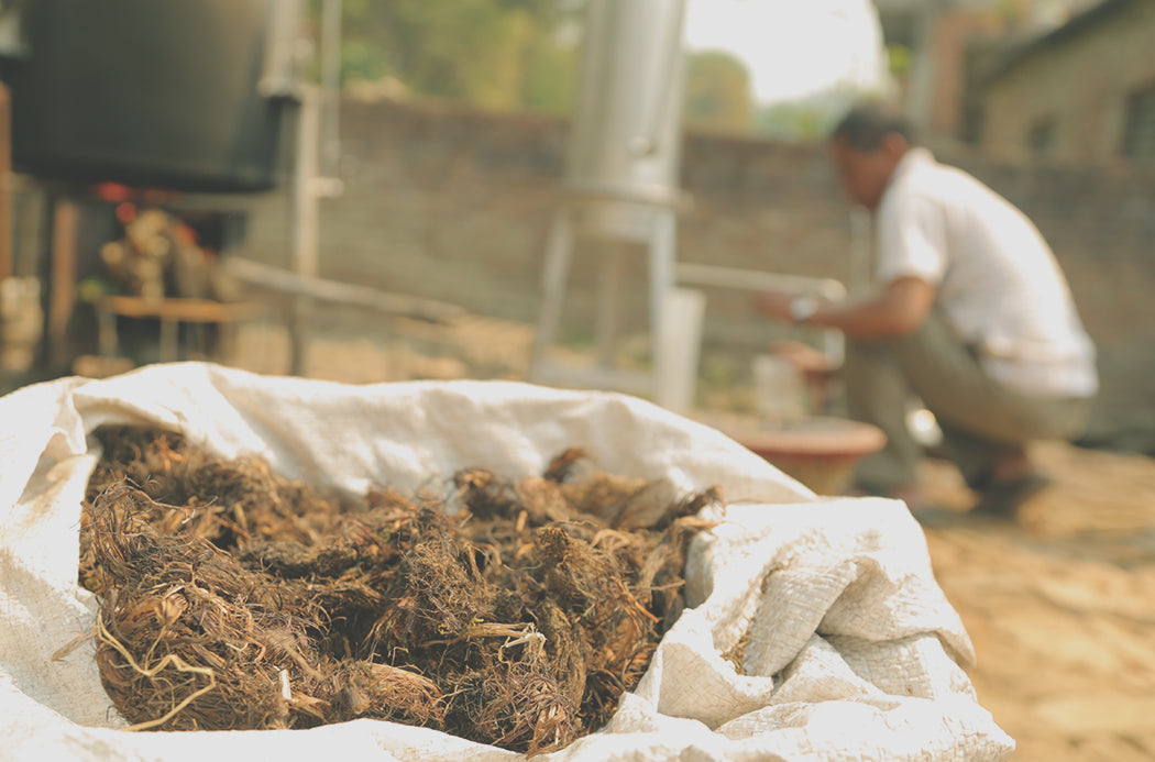 doTERRA Indische Narde ätherisches Öl - spikenard 5 ml