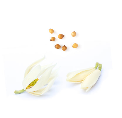 doTERRA steady Inhaltsstoffe