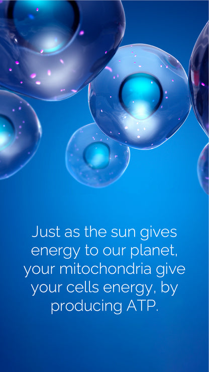 doTERRA MetaPWR Mito2max Pflanzenkapsel