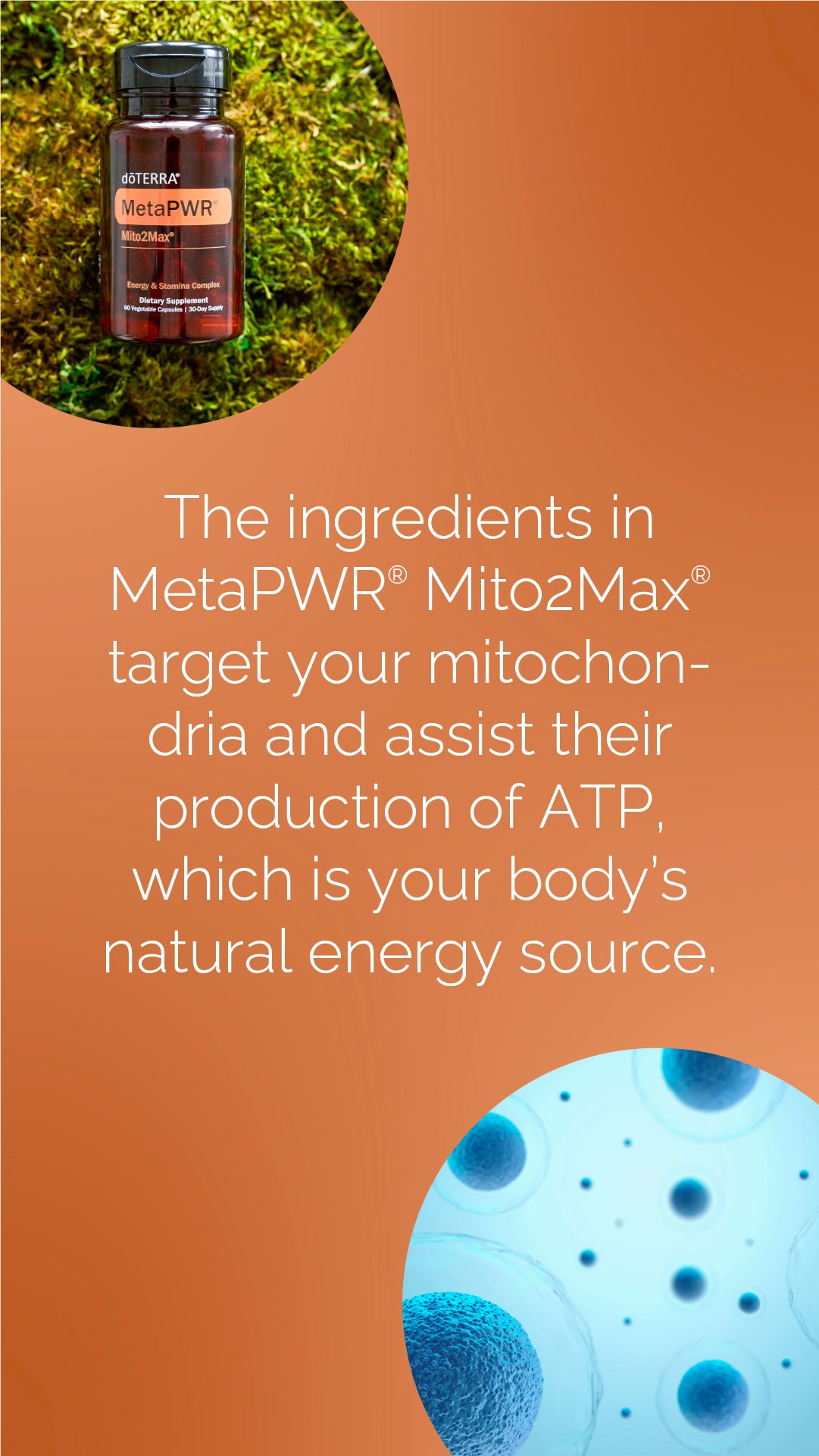 doTERRA MetaPWR Mito2max Pflanzenkapsel