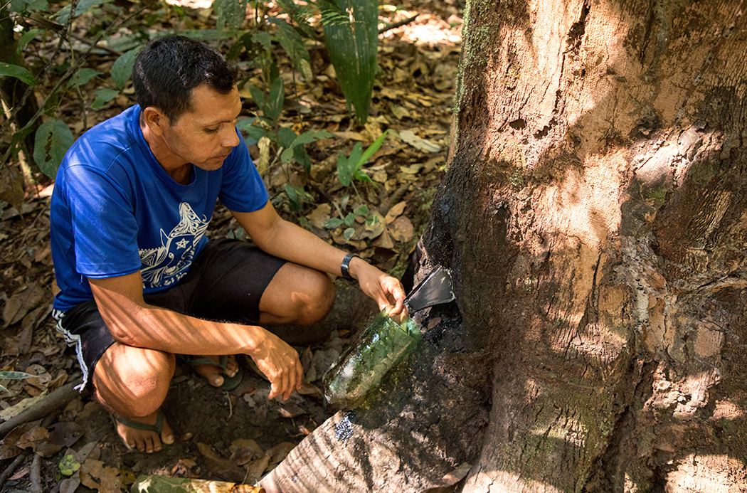 doTERRA Copaiba Beschaffung